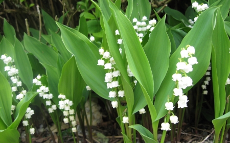 Игровой психотерапевтический тренинг для дошкольников «Ландыш»