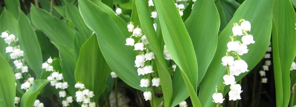 Игровой психотерапевтический тренинг для дошкольников «Ландыш»