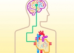 Семинар по работе с психосоматикой средствами психотерапии зависимости “Дорога к себе настоящему”