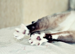 Практикум по телесной терапии