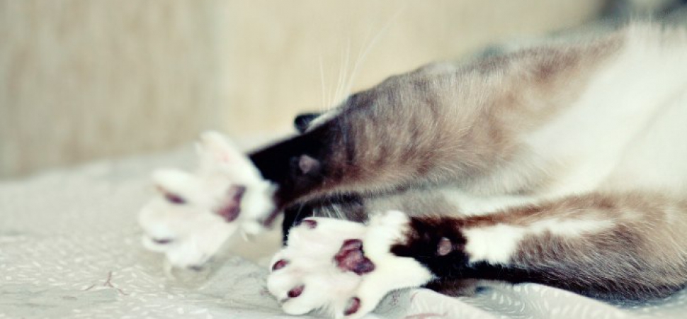 Практикум по телесной терапии